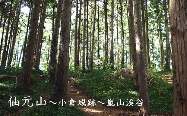 18200円 純正取扱店 とんでるさん専用 山取りヤマコウバシ / 768 植物
