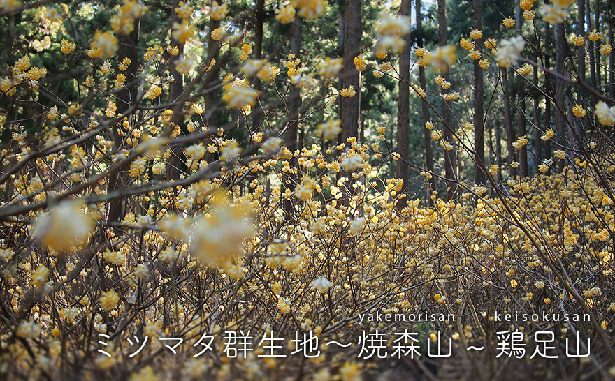 埼玉からの山歩き 関東日帰り登山 トレッキング